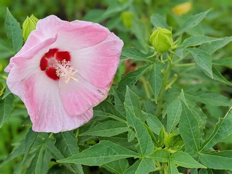 芙蓉怎麼種